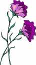 lavender flowers