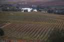 more vineyards