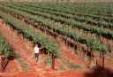 vineyards