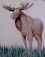save our wild life